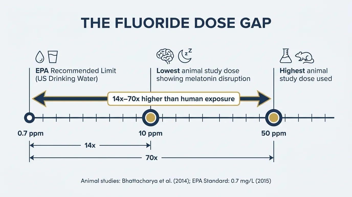 Diagram showing fluoride dose comparison: 0.7 ppm EPA limit for drinking water vs 10-50 ppm doses used in animal studies showing melatonin disruption