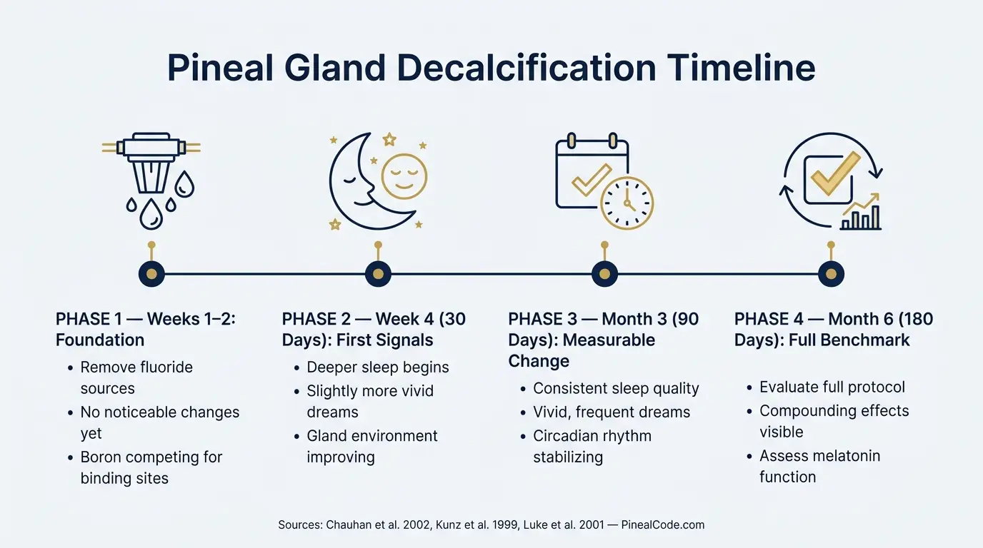 Pineal gland decalcification timeline infographic showing 4 phases: weeks 1-2, week 4, month 3, month 6
