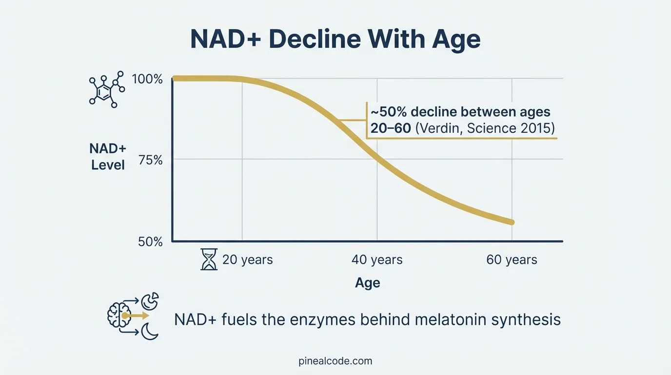NAD+ decline with aging in brain tissue — 50% reduction by age 60, scientific diagram