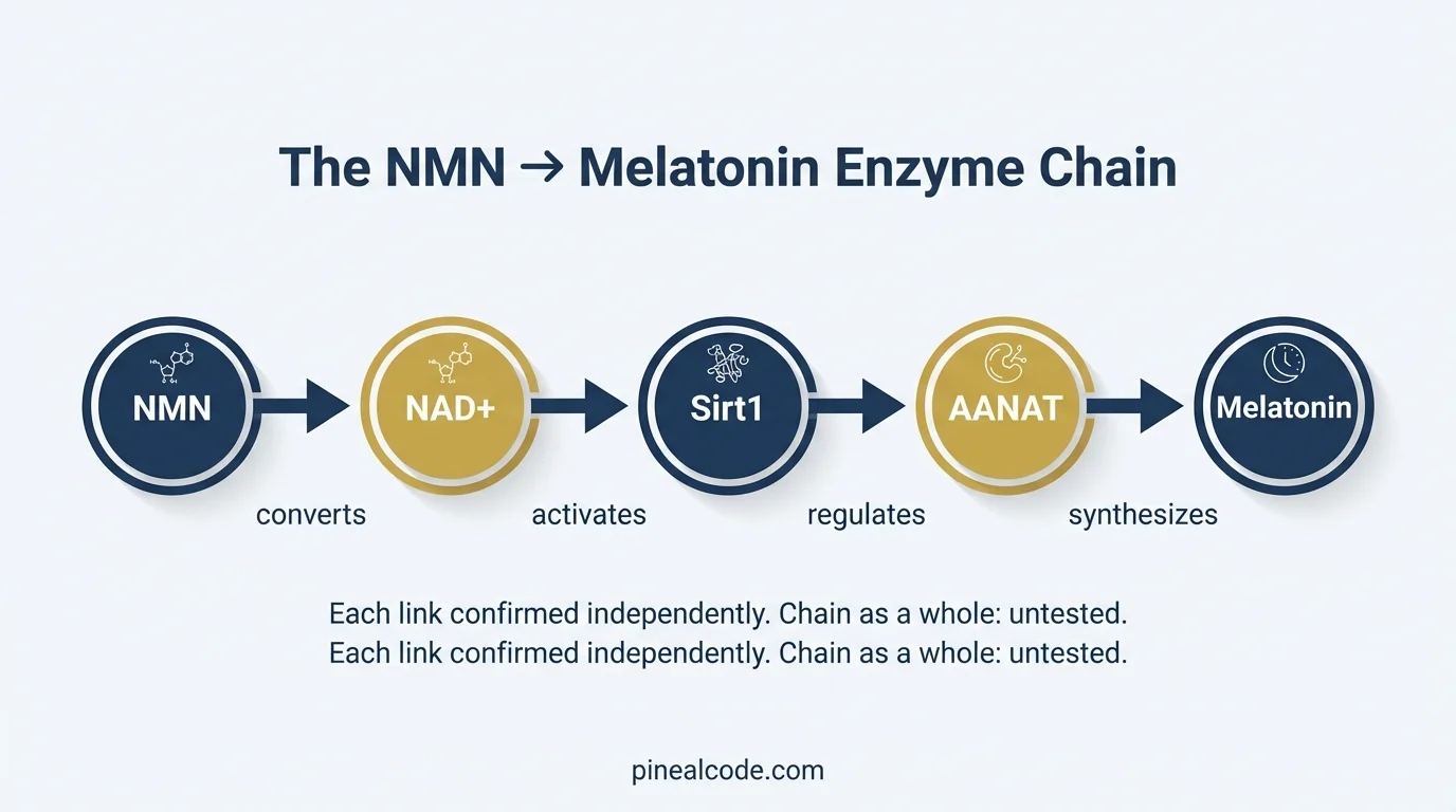 NMN to melatonin enzyme chain: NMN raises NAD+, activates Sirt1 and AANAT in the pineal gland