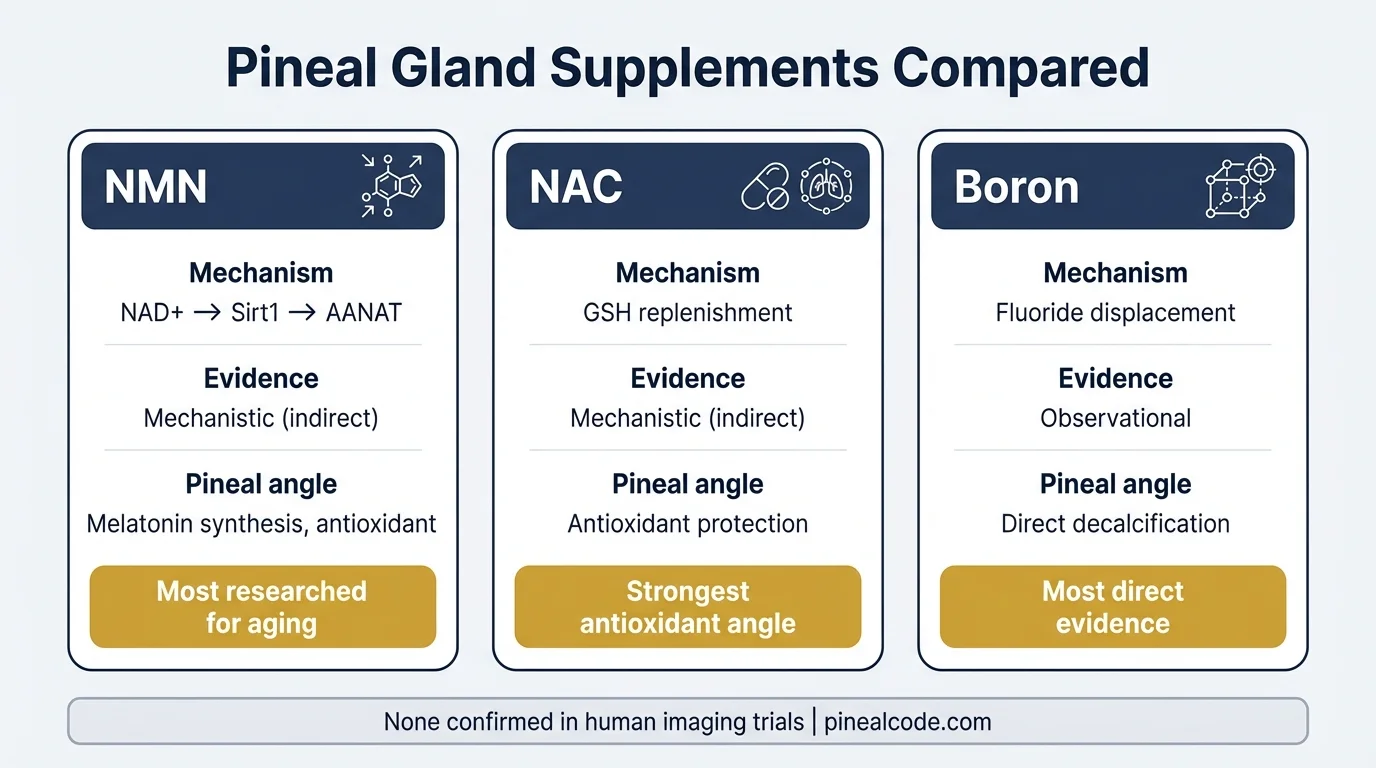 Supplement comparison for pineal gland health: NMN vs NAC vs Boron — mechanism and evidence level