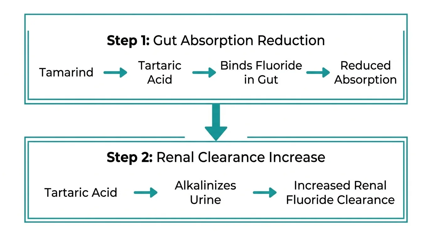 Flowchart diagram showing two-step fluoride reduction mechanism: Step 1 tartaric acid binds fluoride in digestive tract before absorption, Step 2 tartaric acid alkalinizes urine increasing renal fluoride clearance
